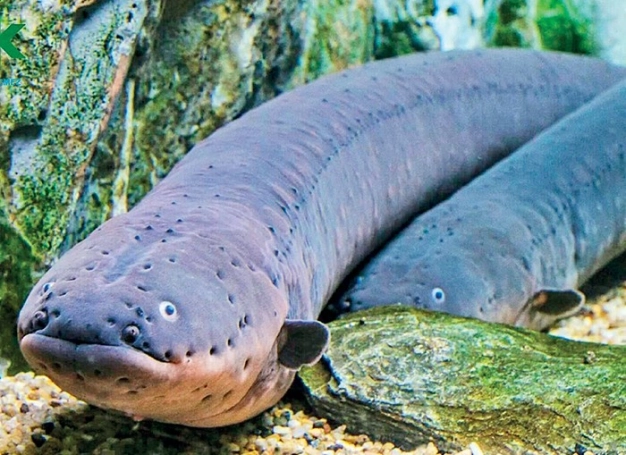 Yılan balığından 100 volt elektrik