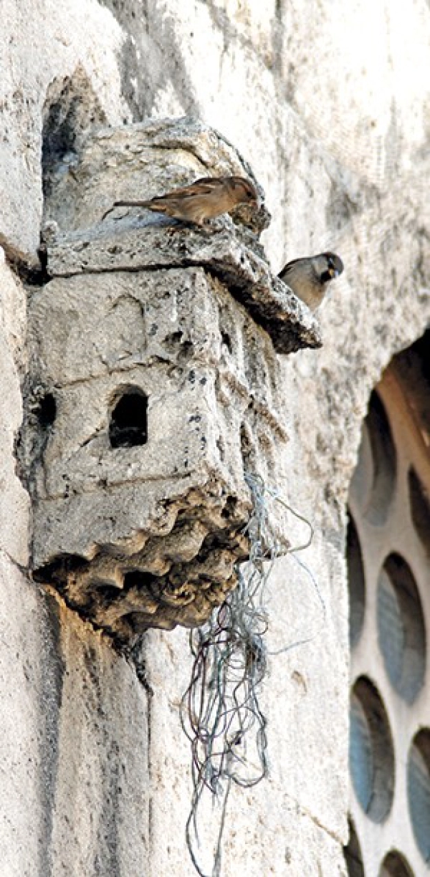 Kuş evleri yeniden canlanıyor