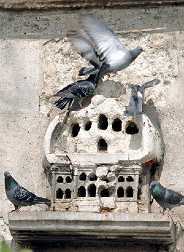 Kuş evleri yeniden canlanıyor