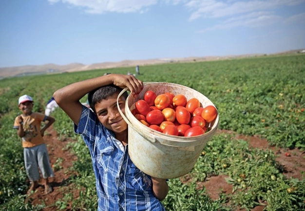 Organik tarıma dekar başı