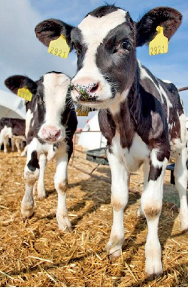 Organik tarıma dekar başı