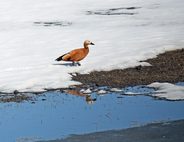 Memleketten bahar manzaraları