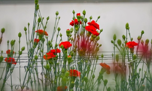 Türkiye’nin ilk karanfili ‘Likya Kaya’ tescillendi