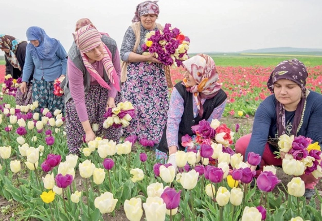 565 bin lale ile yapılan dünyanın en büyük halısı