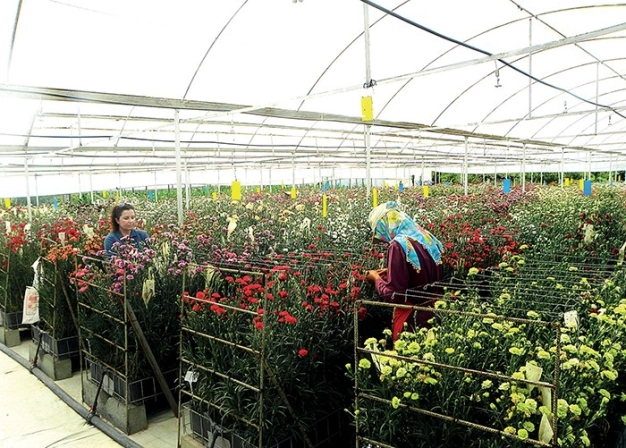 Türk karanfiline tescilli marka