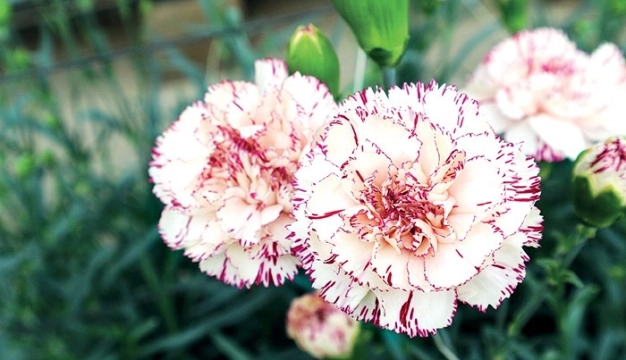 Türk karanfiline tescilli marka