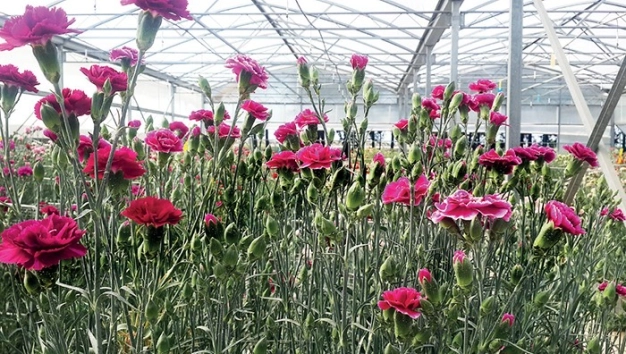 Türk karanfiline tescilli marka