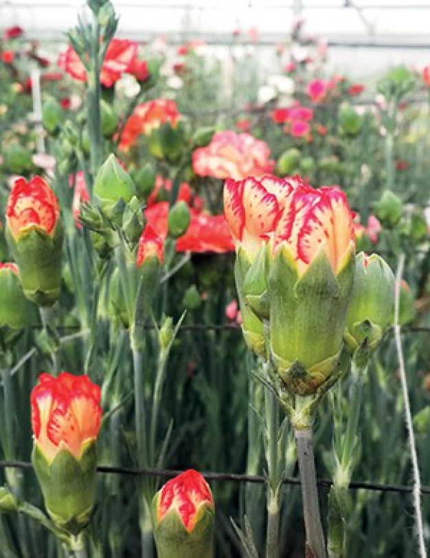 Türk karanfiline tescilli marka