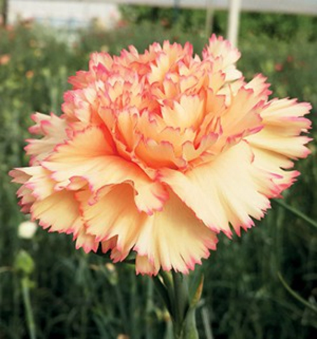 Türk karanfiline tescilli marka