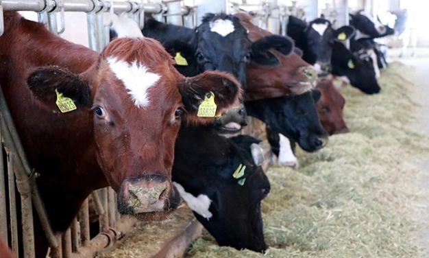 Bosna Hersek’ten sıfır gümrükle et ithalatı