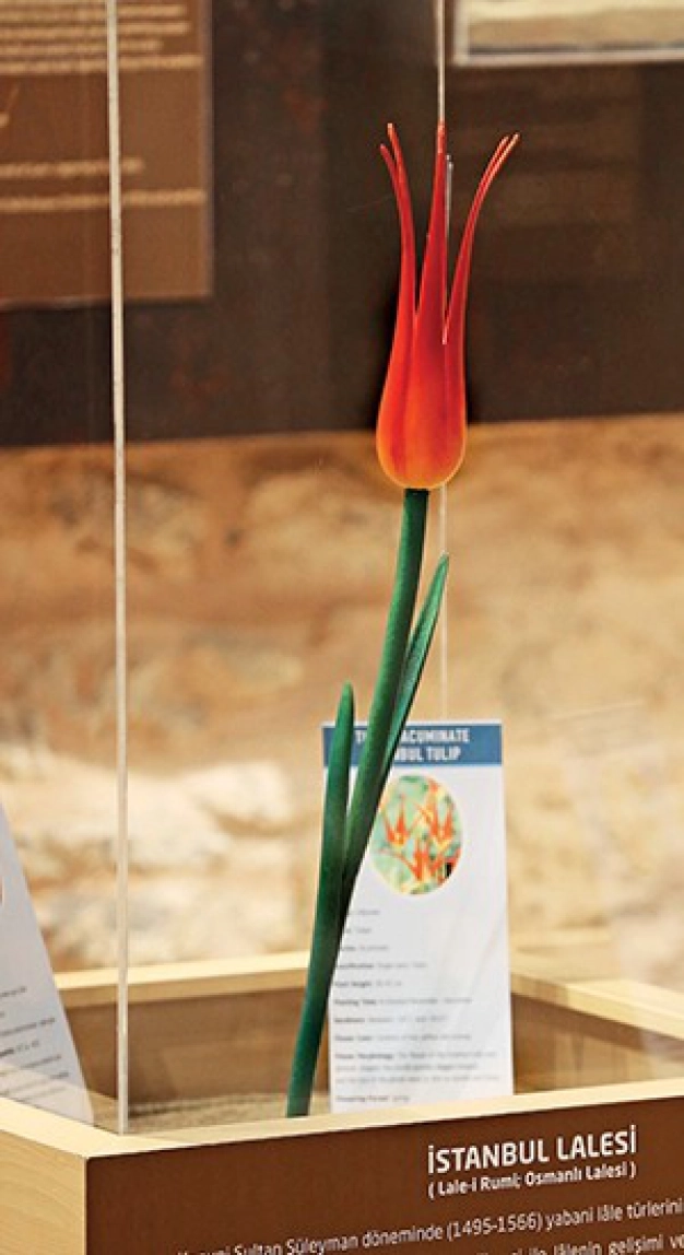 Laleye dair her şey bu müzede