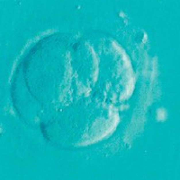 Kök hücreden sentetik embriyo