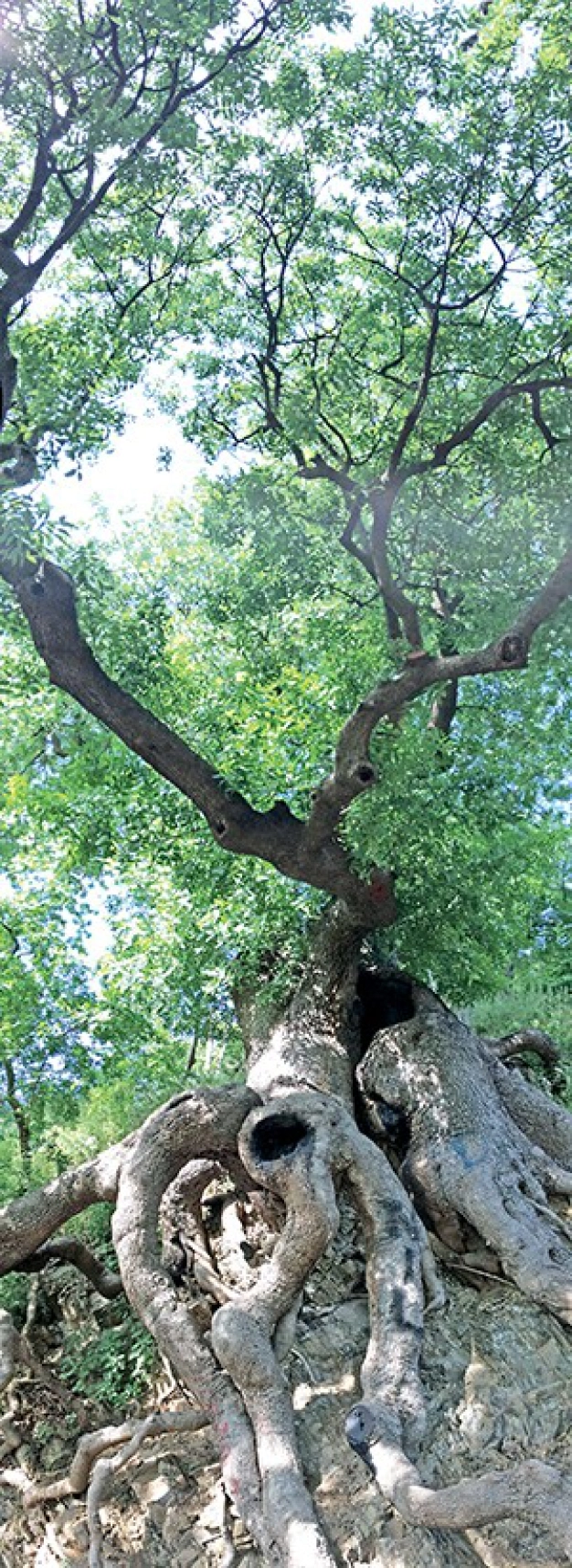 Zamanı unutturan semt