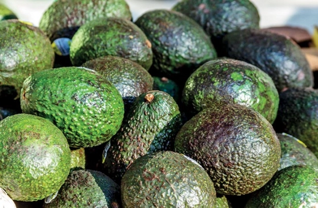 Bitki atığından koruyucu kaplama