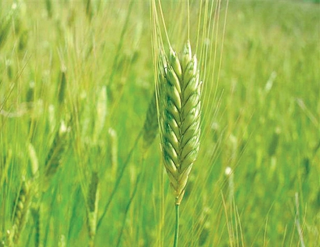 Bitkiler âleminin pandası ‘ıza buğdayı’ kurtarıldı