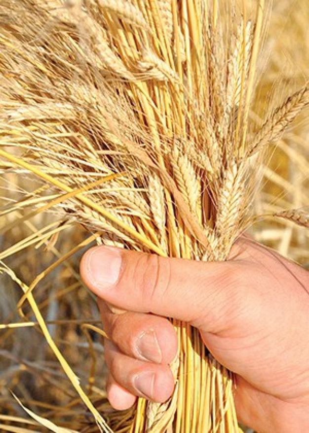 Bitkiler âleminin pandası ‘ıza buğdayı’ kurtarıldı