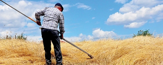 Bitkiler âleminin pandası ‘ıza buğdayı’ kurtarıldı