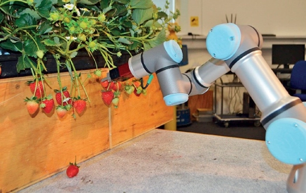 Çilek hasadı robotlara emanet