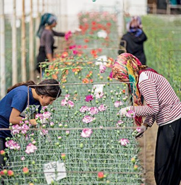 Çiçekçilerden 500 milyon dolar ihracat hedefi