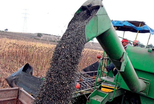 Yağlık ayçiçeği tohumu ithalatına tarife kontenjanı