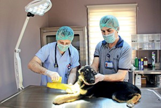 Sahipsiz dostlar için 33 barınak var