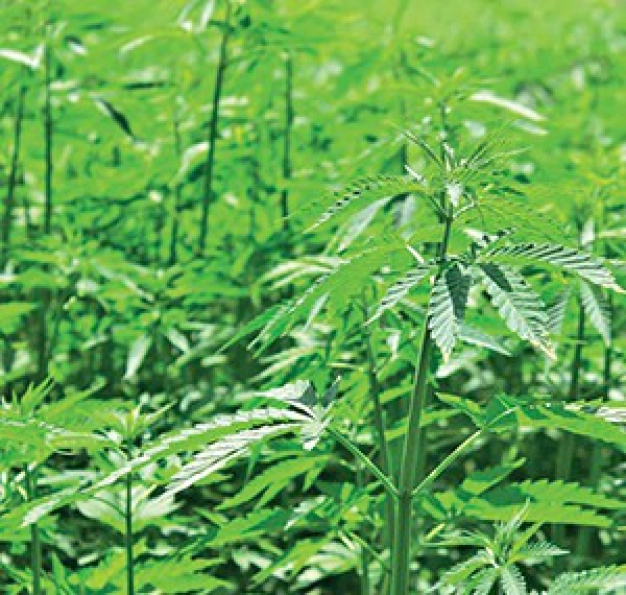 En eski hammadde en yeni gündem