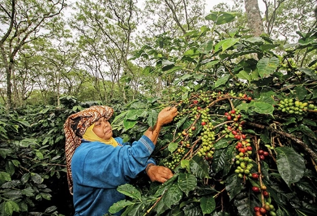 Kahve pazarı Türk markaları ile büyüyor
