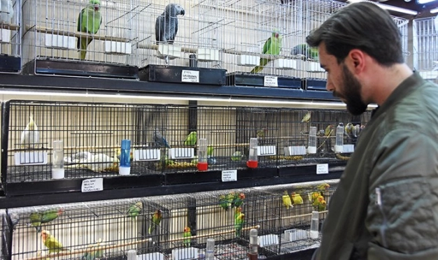 İstanbul’un kadim kuşçular çarşısı