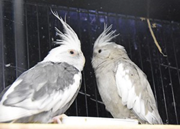 İstanbul’un kadim kuşçular çarşısı