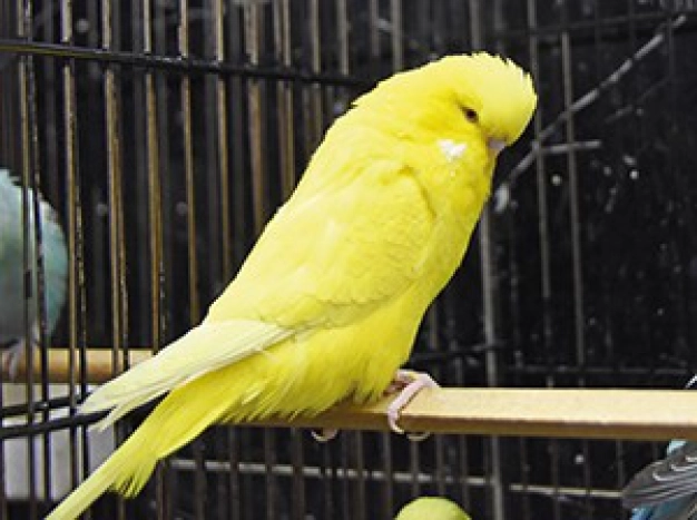 İstanbul’un kadim kuşçular çarşısı