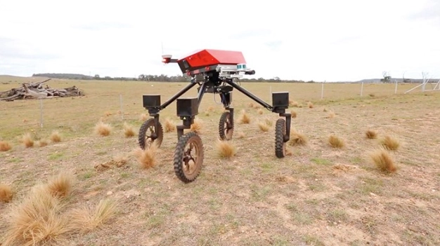 Ayrık otları temizleyip hayvanları güdüyor