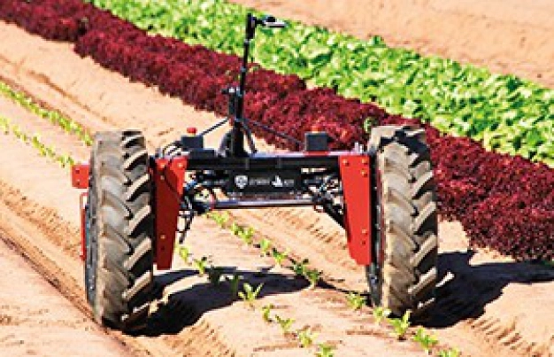 Ayrık otları temizleyip hayvanları güdüyor