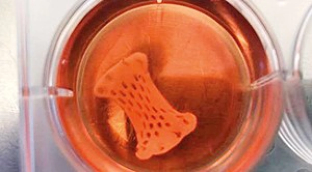 Kök hücreden yapay ‘kalp pompaları’ üretildi