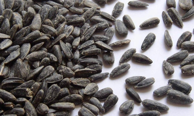 Bosna Hersek’ten ayçiçeği tohumu ithaline sıfır gümrük