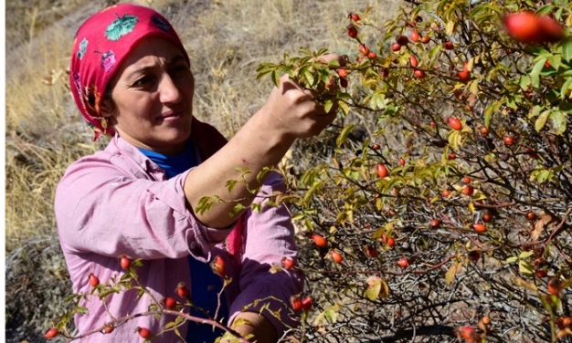Hem şifa hem geçim kaynağı
