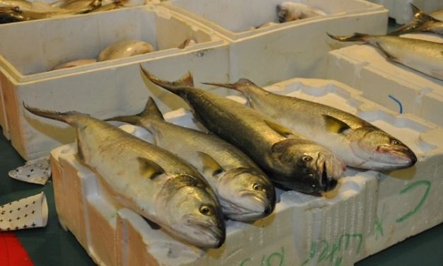 ‘Göçen balığı kaçırmayalım’