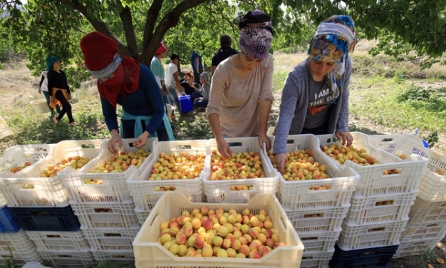 Tarımsal kooperatiflerle sözleşmeli üretim güvenli ticaret
