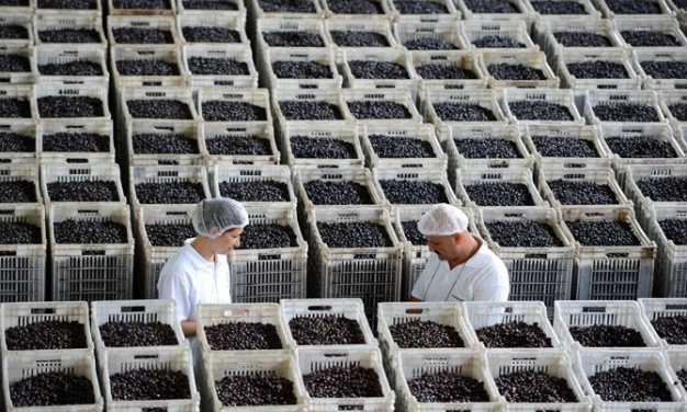 Tarımsal kooperatiflerle sözleşmeli üretim güvenli ticaret