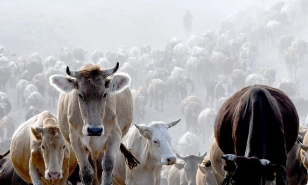 Kümelenerek hem kendimize yeteriz hem ihracatçı oluruz