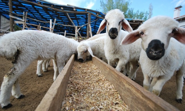 Kümelenerek hem kendimize yeteriz hem ihracatçı oluruz