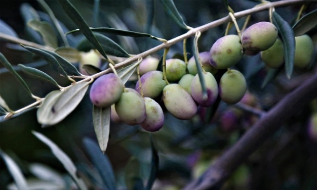 Hindistan’da 20 milyar dolarlık fırsat