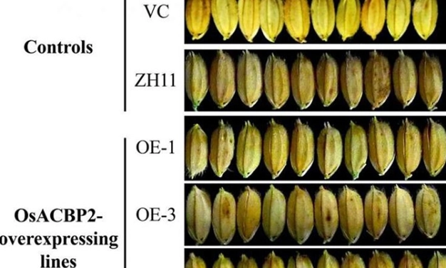 Pirincin boyutu ve ağırlığı yüzde 10 artacak
