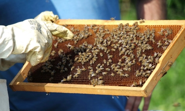 Türkiye’den bal damlıyor