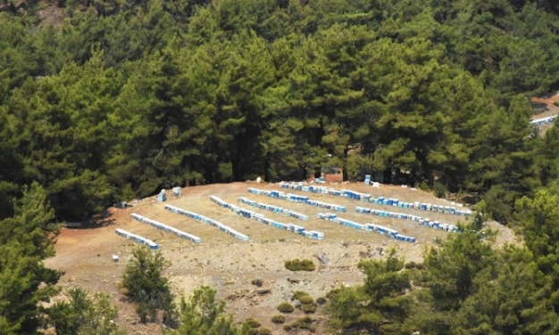 Türkiye’den bal damlıyor