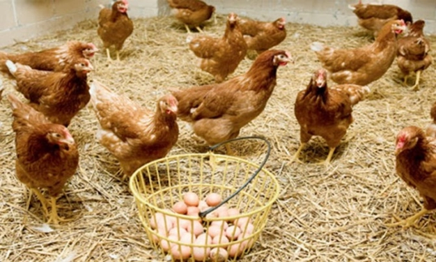 Yumurtacılara yeni ihracat kapısı