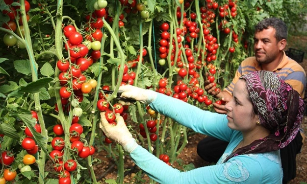 Tarımsal üretime DEVLET GÜVENCESİ