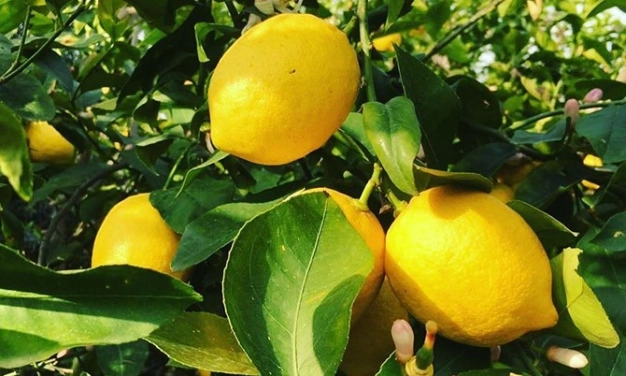 Ülkeler gıda için ‘TEDBİRLİ’