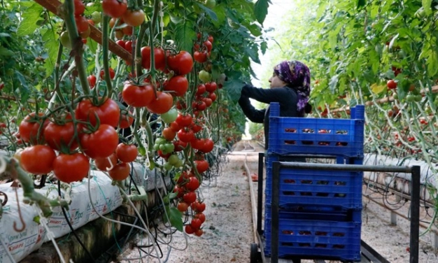 Meyve-sebze ihracatı 4 ayda yüzde 22 arttı