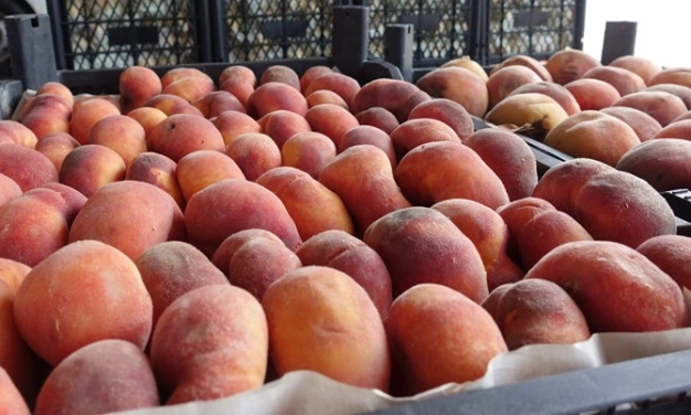 Meyve-sebze ihracatı 4 ayda yüzde 22 arttı