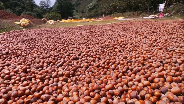 Tarım ürünleri ihracatı Kovid-19'a rağmen arttı
